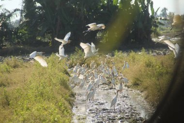 Pirinç tarlalarındaki küçük balıkçıl ya da Egretta Garzetta, pirinç tarlalarının üzerinde uçan küçük balıkçıl sürüsü.