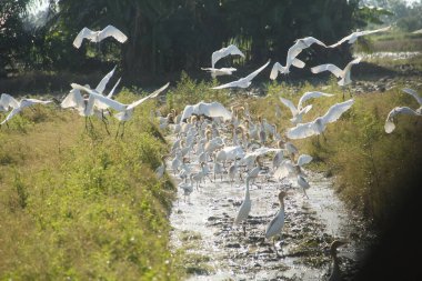 Pirinç tarlalarındaki küçük balıkçıl ya da Egretta Garzetta, pirinç tarlalarının üzerinde uçan küçük balıkçıl sürüsü.