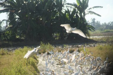 Pirinç tarlalarındaki küçük balıkçıl ya da Egretta Garzetta, pirinç tarlalarının üzerinde uçan küçük balıkçıl sürüsü.