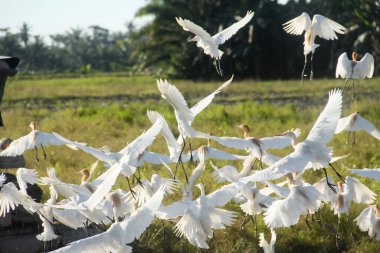 Pirinç tarlalarındaki küçük balıkçıl ya da Egretta Garzetta, pirinç tarlalarının üzerinde uçan küçük balıkçıl sürüsü.