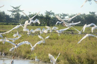 Pirinç tarlalarındaki küçük balıkçıl ya da Egretta Garzetta, pirinç tarlalarının üzerinde uçan küçük balıkçıl sürüsü.
