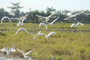 Pirinç tarlalarındaki küçük balıkçıl ya da Egretta Garzetta, pirinç tarlalarının üzerinde uçan küçük balıkçıl sürüsü.