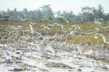 Pirinç tarlalarındaki küçük balıkçıl ya da Egretta Garzetta, pirinç tarlalarının üzerinde uçan küçük balıkçıl sürüsü.