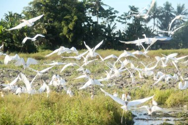 Pirinç tarlalarındaki küçük balıkçıl ya da Egretta Garzetta, pirinç tarlalarının üzerinde uçan küçük balıkçıl sürüsü.