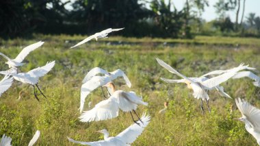 Pirinç tarlalarındaki küçük balıkçıl ya da Egretta Garzetta, pirinç tarlalarının üzerinde uçan küçük balıkçıl sürüsü.