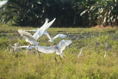 Pirinç tarlalarındaki küçük balıkçıl ya da Egretta Garzetta, pirinç tarlalarının üzerinde uçan küçük balıkçıl sürüsü.