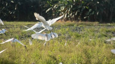 Pirinç tarlalarındaki küçük balıkçıl ya da Egretta Garzetta, pirinç tarlalarının üzerinde uçan küçük balıkçıl sürüsü.