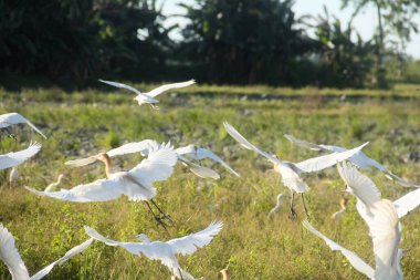 Pirinç tarlalarındaki küçük balıkçıl ya da Egretta Garzetta, pirinç tarlalarının üzerinde uçan küçük balıkçıl sürüsü.