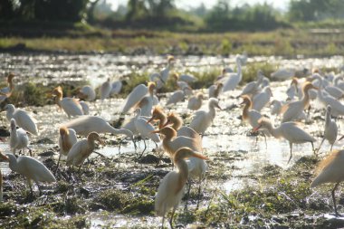 Küçük balıkçıl (