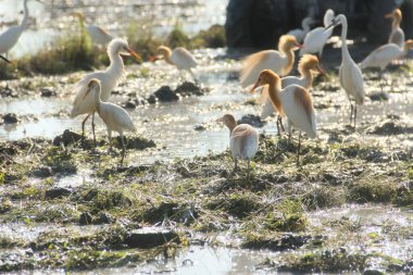 Küçük balıkçıl (