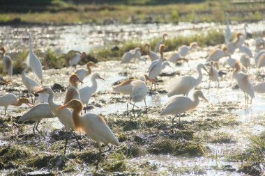 Küçük balıkçıl (
