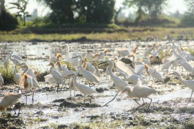 Küçük balıkçıl (