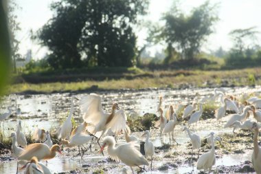 Küçük balıkçıl (