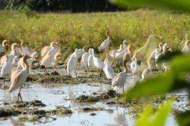 Küçük balıkçıl (