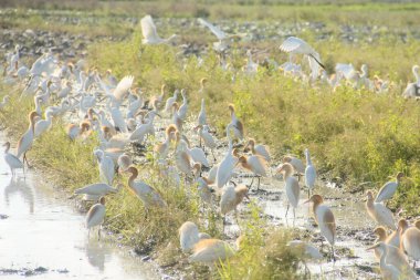 Küçük balıkçıl (