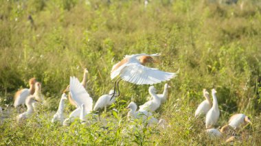 Küçük balıkçıl (