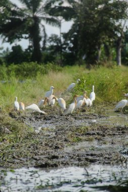 Küçük balıkçıl (