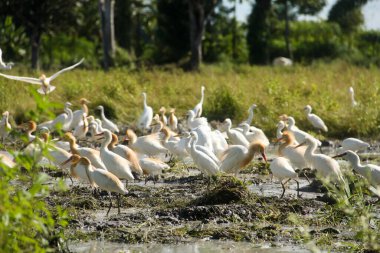 Küçük balıkçıl (