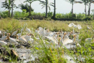 Küçük balıkçıl (