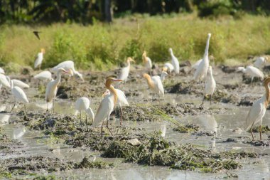 Küçük balıkçıl (