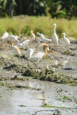 Küçük balıkçıl (