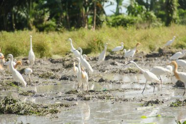 Küçük balıkçıl (