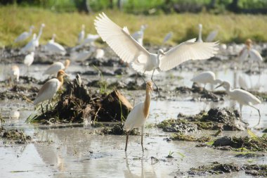 Küçük balıkçıl (