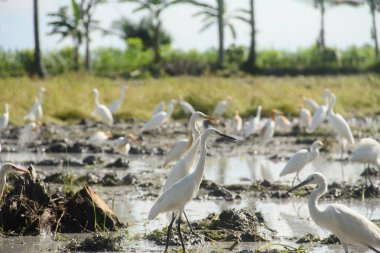 Küçük balıkçıl (