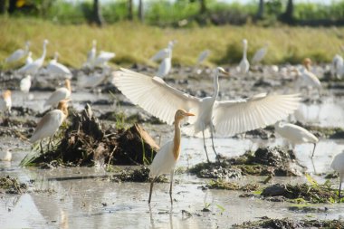 Küçük balıkçıl (