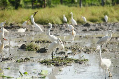 Küçük balıkçıl (