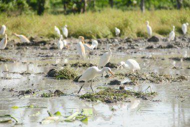 Küçük balıkçıl (