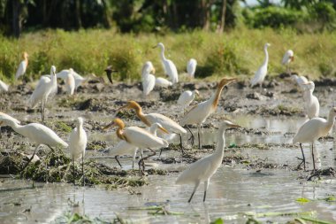 Küçük balıkçıl (