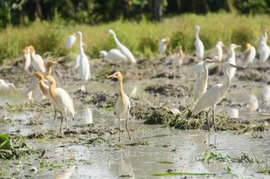 Küçük balıkçıl (