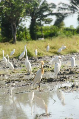 Küçük balıkçıl (