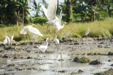 Küçük balıkçıl (