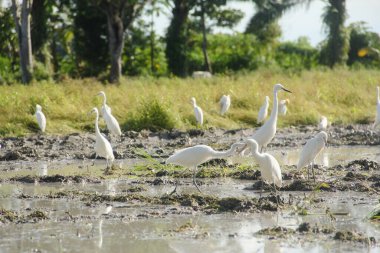 Küçük balıkçıl (