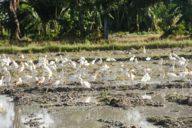 Küçük balıkçıl (