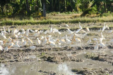 Küçük balıkçıl (