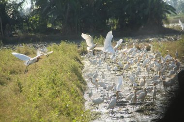 Küçük balıkçıl (