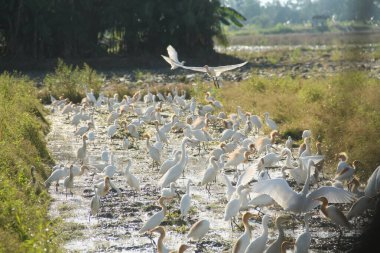 Küçük balıkçıl (