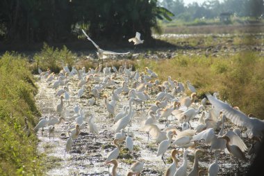 Küçük balıkçıl (