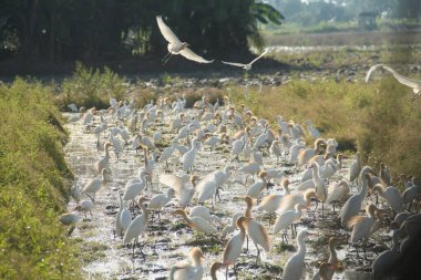 Küçük balıkçıl (