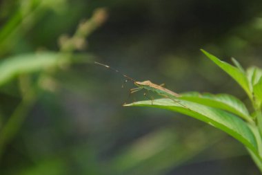 Leptocorisa Oratorius veya pirinç tarlalarındaki genç pirinç bitkilerinin yapraklarına çekirge sokması