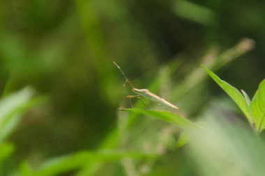 Leptocorisa Oratorius veya pirinç tarlalarındaki genç pirinç bitkilerinin yapraklarına çekirge sokması