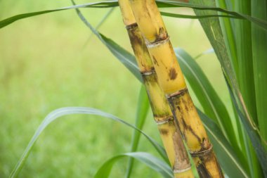 Şeker kamışı bitkileri, tropikal ülkelerdeki şeker kamışı tarlalarında yetişen ve sarı şeker kamışı saplarını gösteren