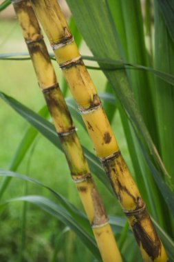 Şeker kamışı bitkileri, tropikal ülkelerdeki şeker kamışı tarlalarında yetişen ve sarı şeker kamışı saplarını gösteren