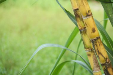 Şeker kamışı bitkileri, tropikal ülkelerdeki şeker kamışı tarlalarında yetişen ve sarı şeker kamışı saplarını gösteren