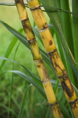 Şeker kamışı bitkileri, tropikal ülkelerdeki şeker kamışı tarlalarında yetişen ve sarı şeker kamışı saplarını gösteren