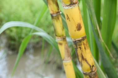 Şeker kamışı bitkileri, tropikal ülkelerdeki şeker kamışı tarlalarında yetişen ve sarı şeker kamışı saplarını gösteren