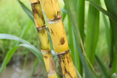 Şeker kamışı bitkileri, tropikal ülkelerdeki şeker kamışı tarlalarında yetişen ve sarı şeker kamışı saplarını gösteren
